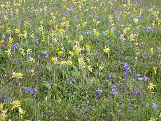 COWSLIP  Primula veris