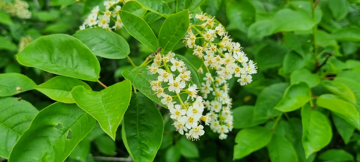 BIRD CHERRY Prunus padus