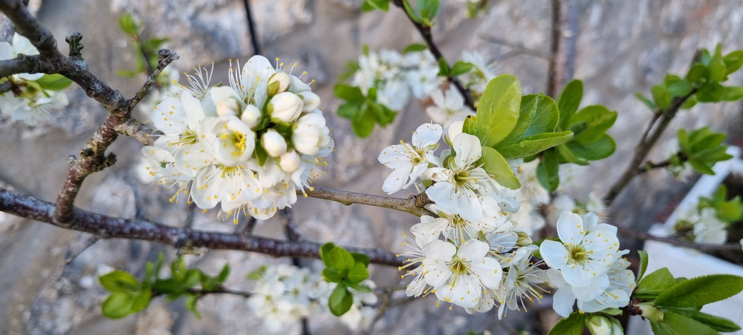 BLACKTHORN Prunus spinosa