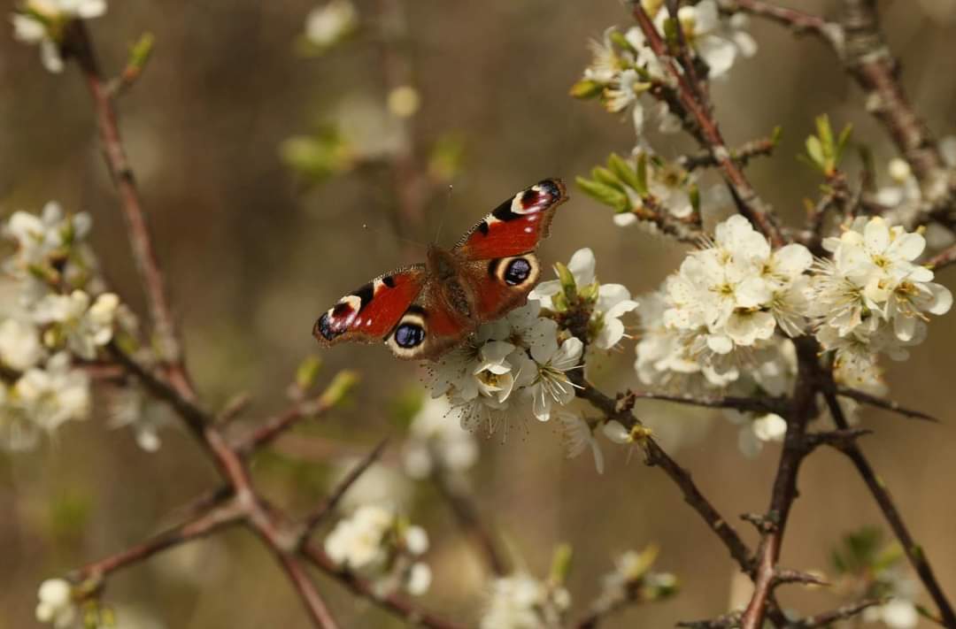 BLACKTHORN Prunus spinosa
