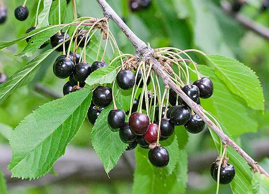 WILD CHERRY  Prunus avium