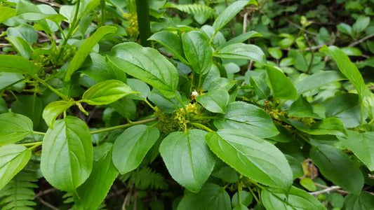 PURGING BUCKTHORN  Rhamnus cathartica