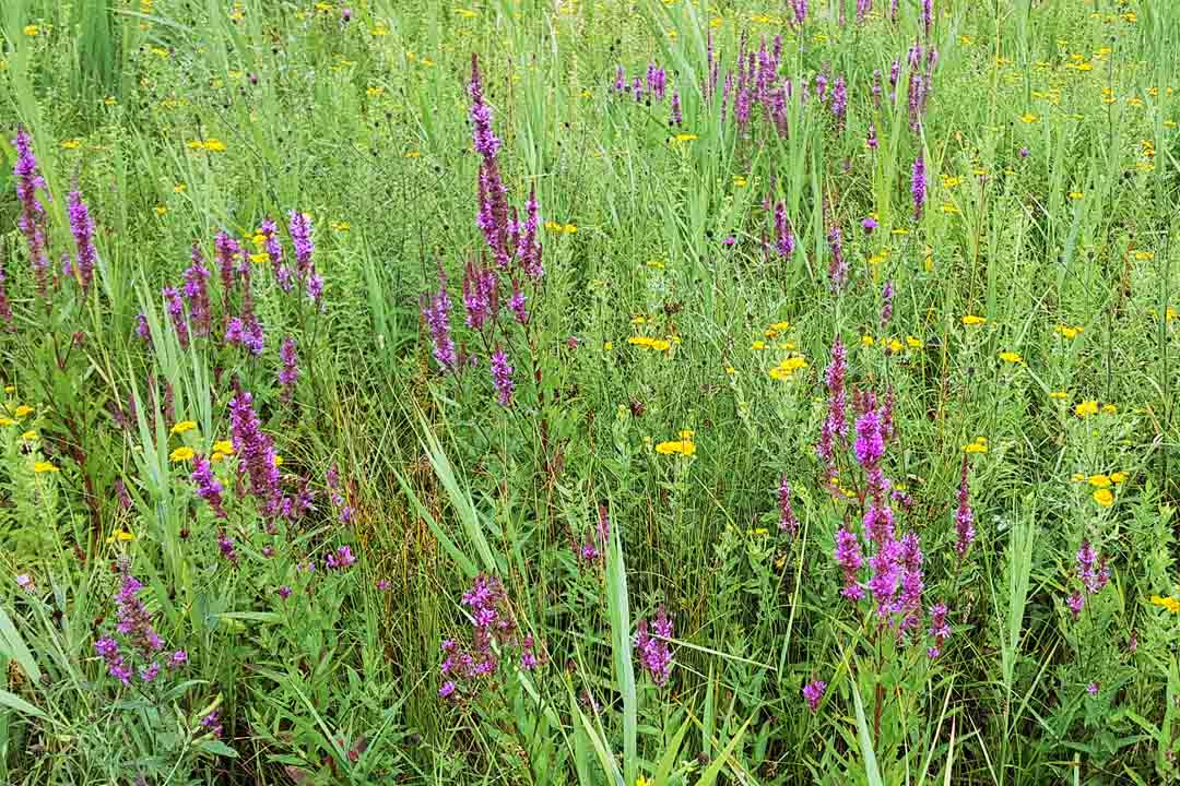 PURPLE LOOSESTRIFE  Lythrum salicaria
