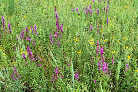 PURPLE LOOSESTRIFE  Lythrum salicaria