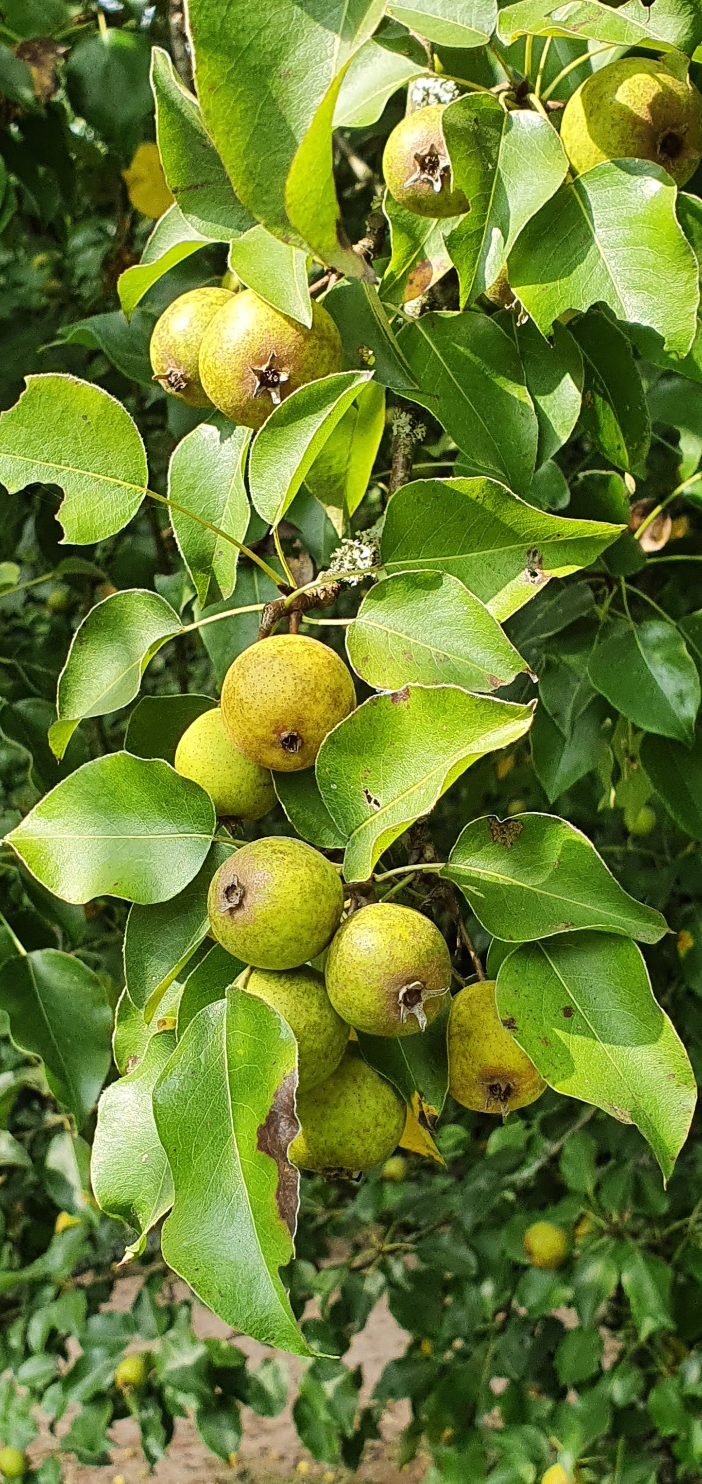 WILD PEAR  Pyrus pyraster