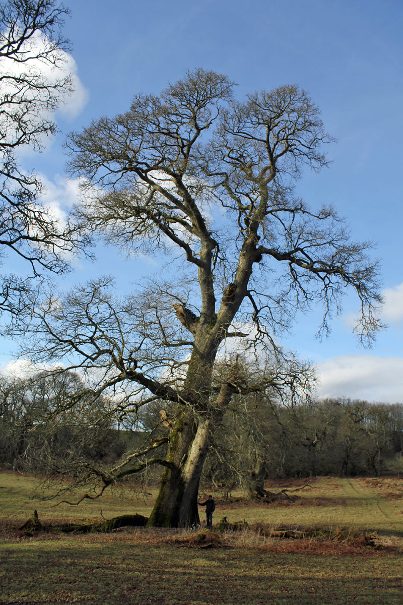 PEDUNCULATE OAK Quercus robur
