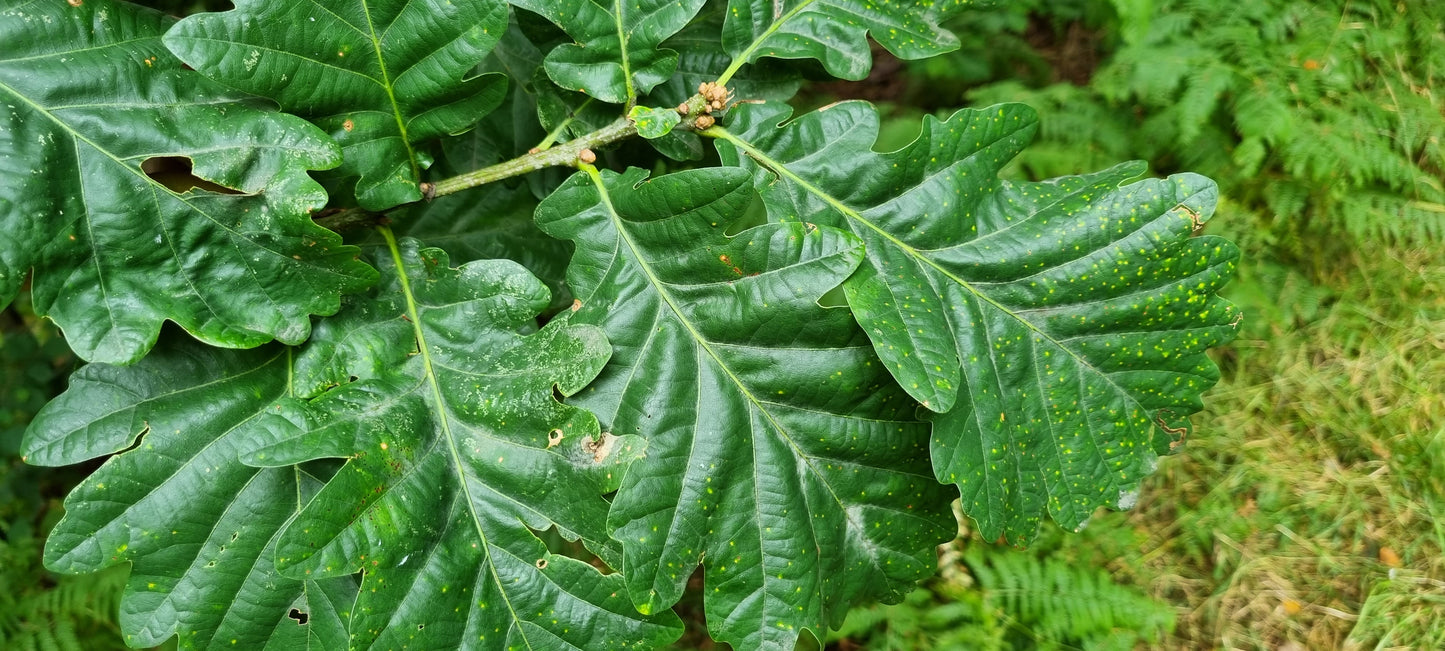 PEDUNCULATE OAK Quercus robur