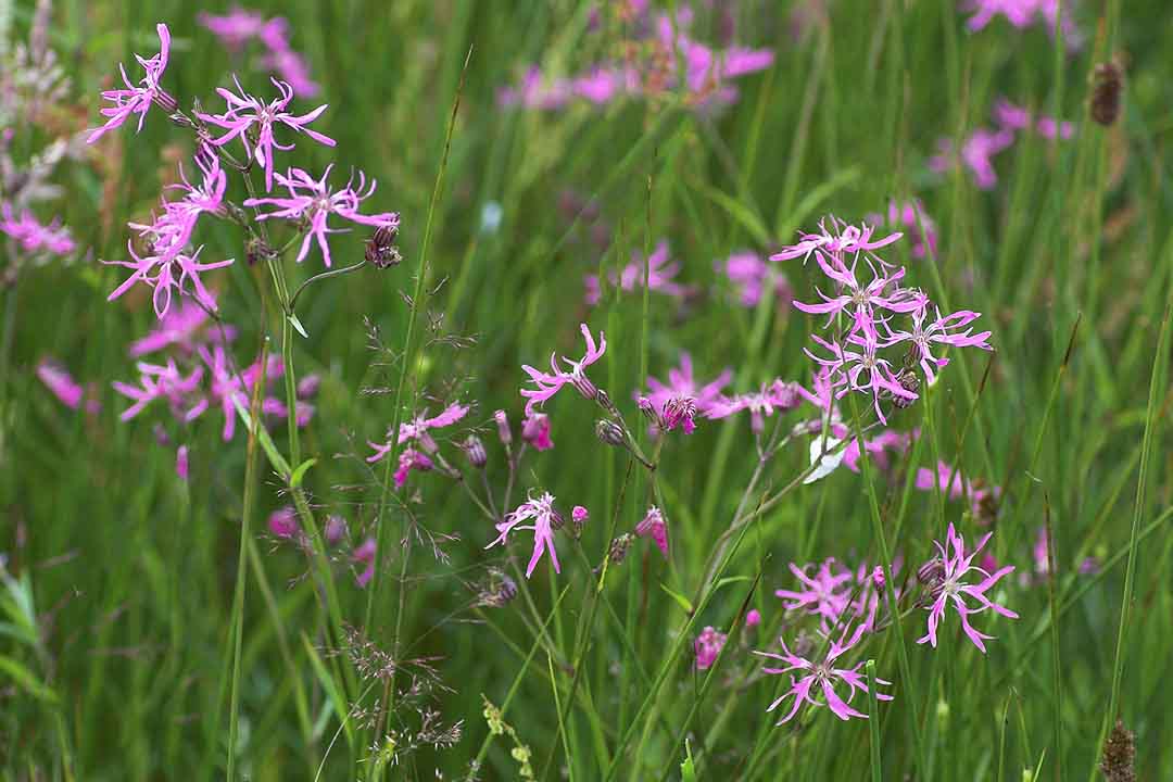 RAGGED ROBIN Silene flos-cuculi