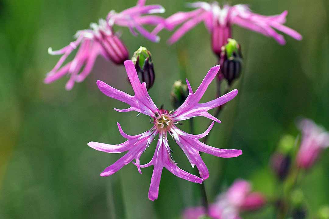 RAGGED ROBIN Silene flos-cuculi
