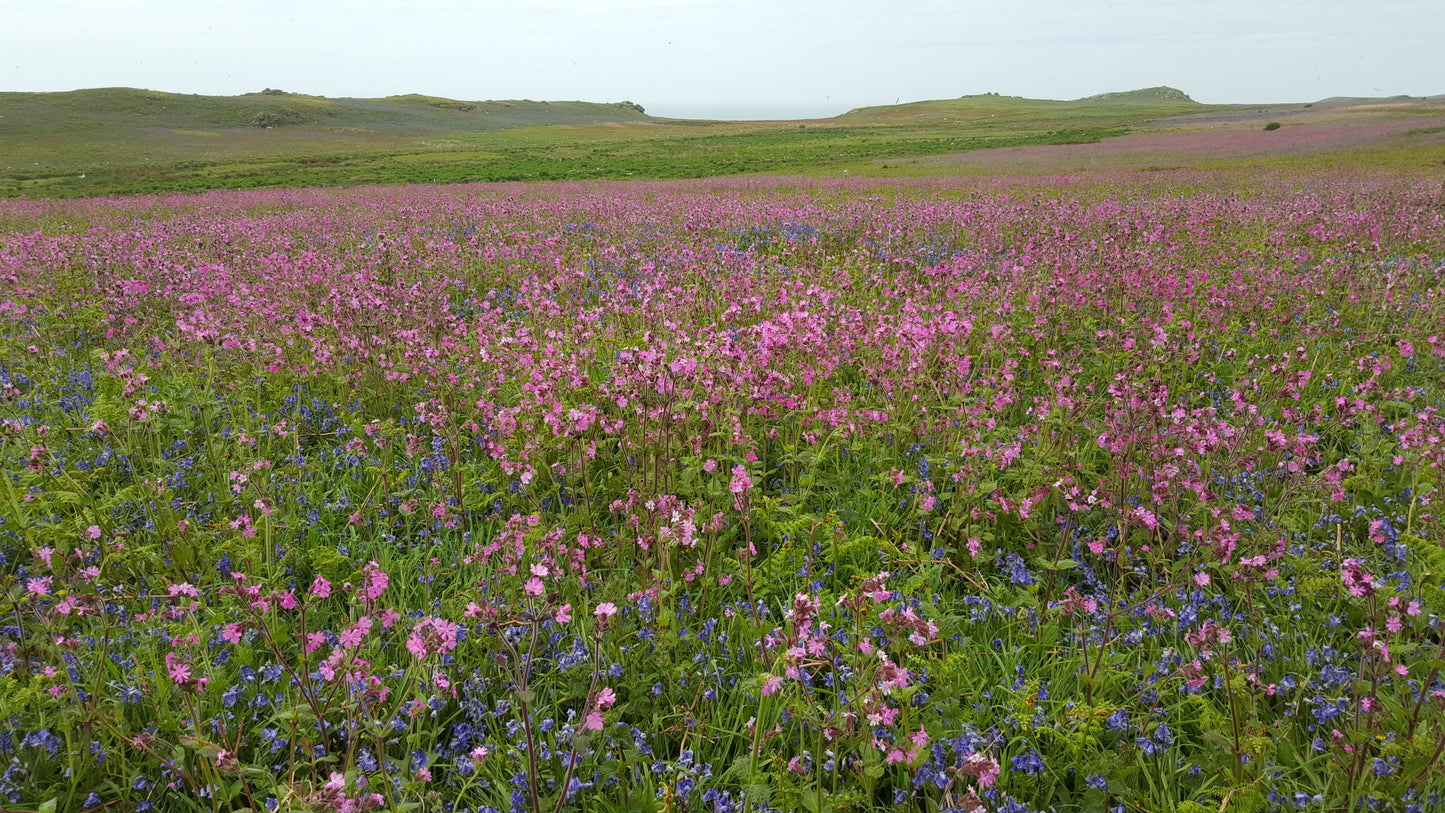 RED CAMPION Silene dioica