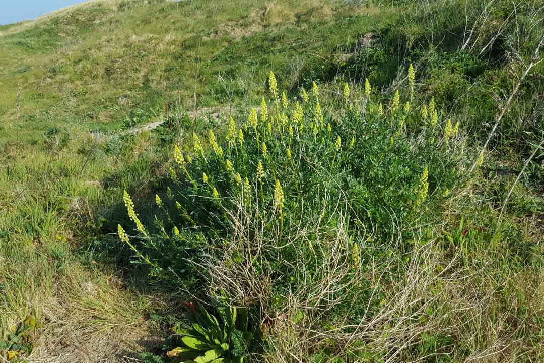 WILD MIGNONETTE Reseda lutea