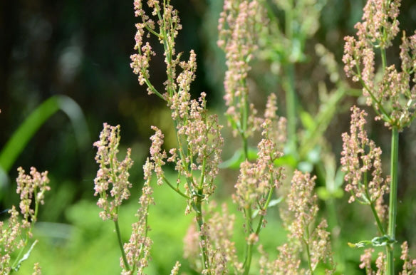 COMMON SORREL Rumex acetosa