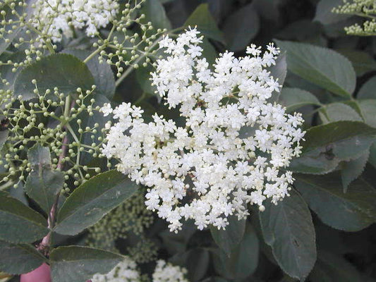 ELDER  Sambucus nigra