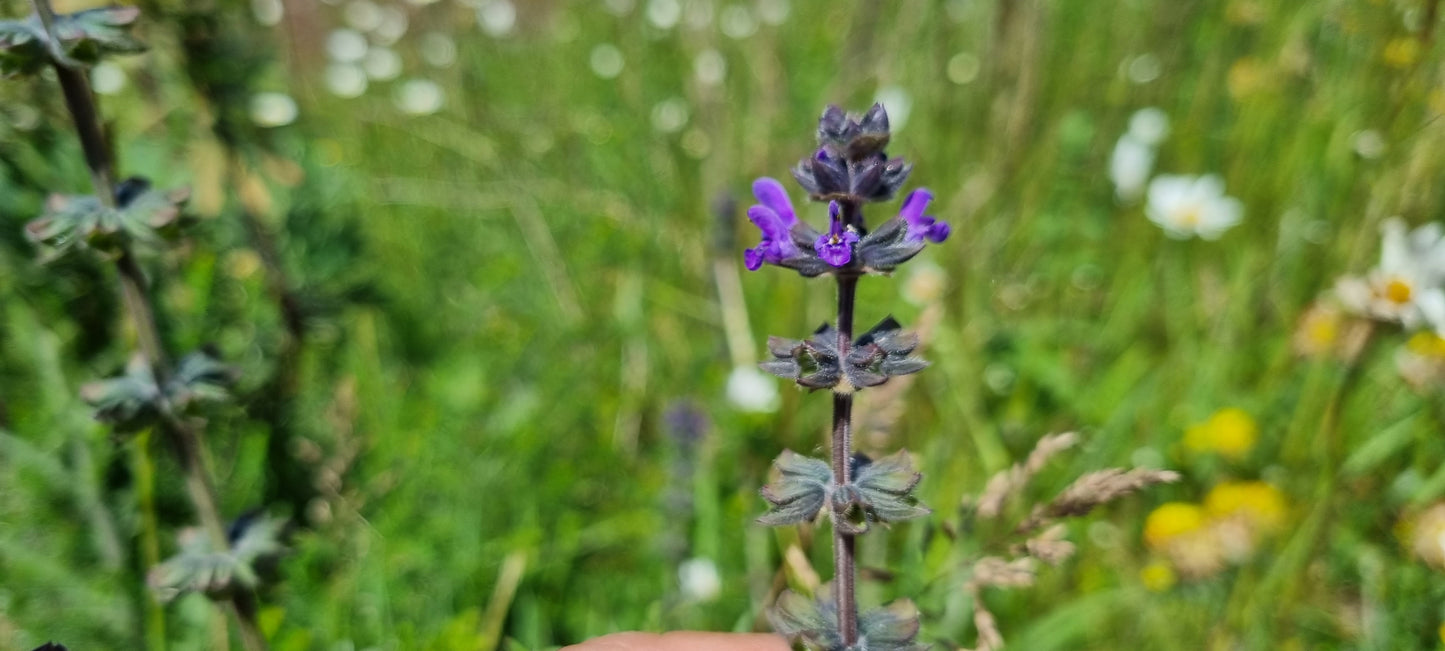 WILD CLARY Salvia verbenaca