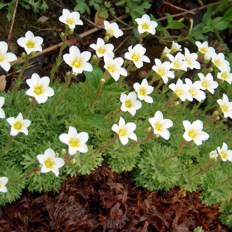 MOSSY SAXIFRAGE  Saxifraga hypnoides