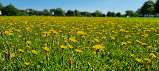 AUTUMN HAWKBIT  Scorzoneroides autumnalis