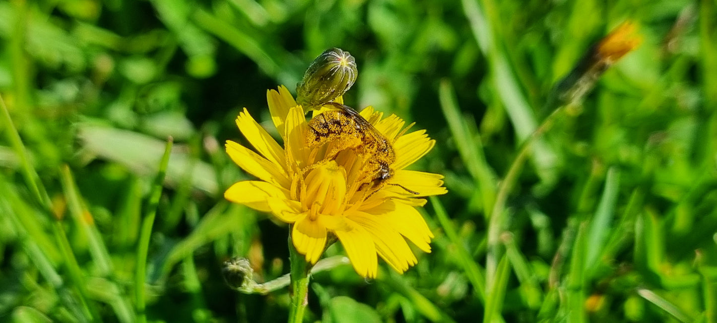 AUTUMN HAWKBIT Scorzoneroides autumnalis