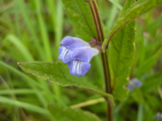 SKULLCAP  Scutellaria galericulata