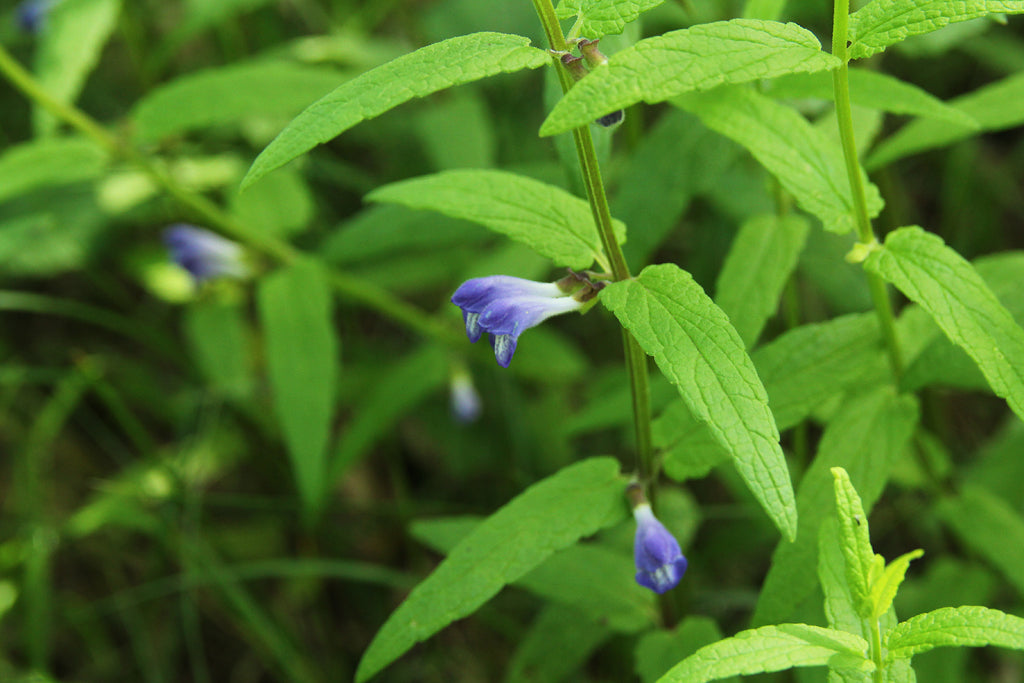 SKULLCAP Scutellaria galericulata