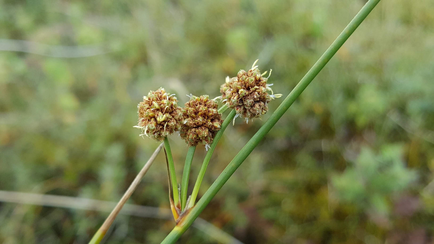 ROUND-HEADED CLUB-RUSH  Scirpoides holoschoenus
