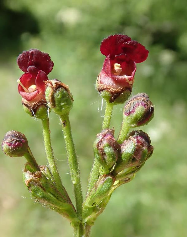 WATER FIGWORT Scrophularia auriculata