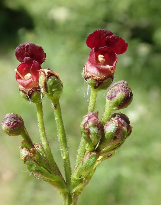 WATER FIGWORT  Scrophularia auriculata