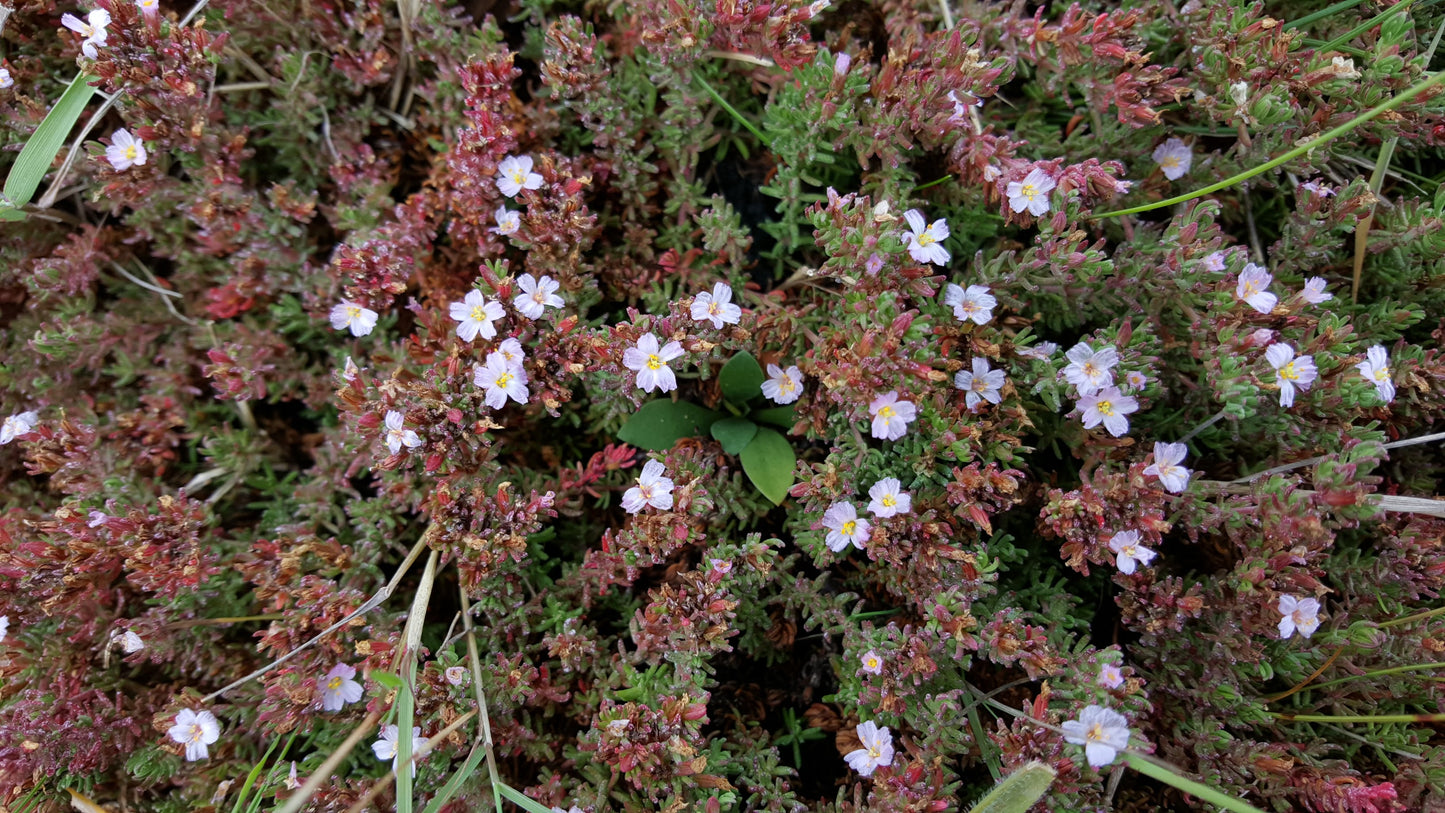SEA-HEATH Frankenia laevis