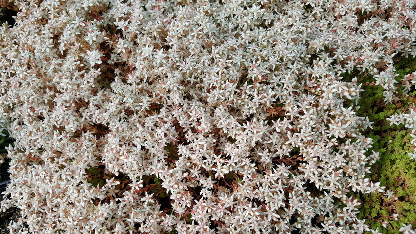 ENGLISH STONECROP Sedum anglicum