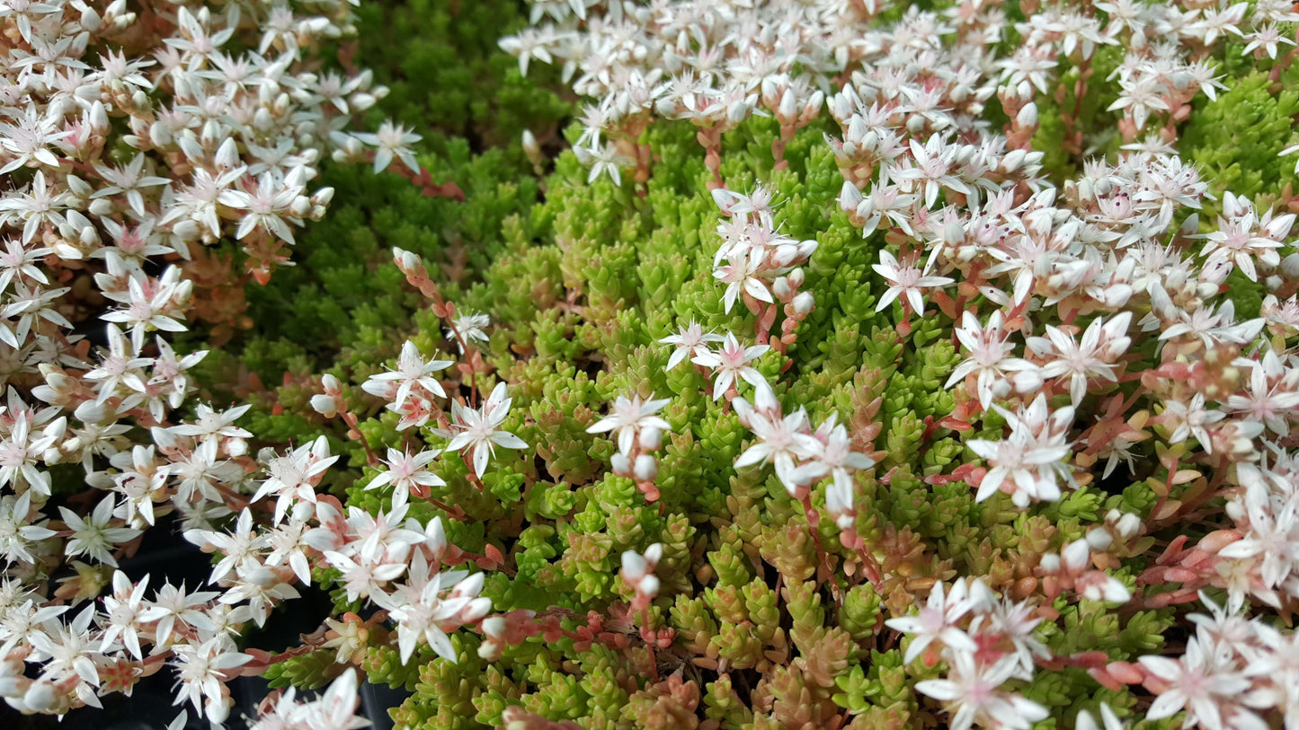ENGLISH STONECROP Sedum anglicum