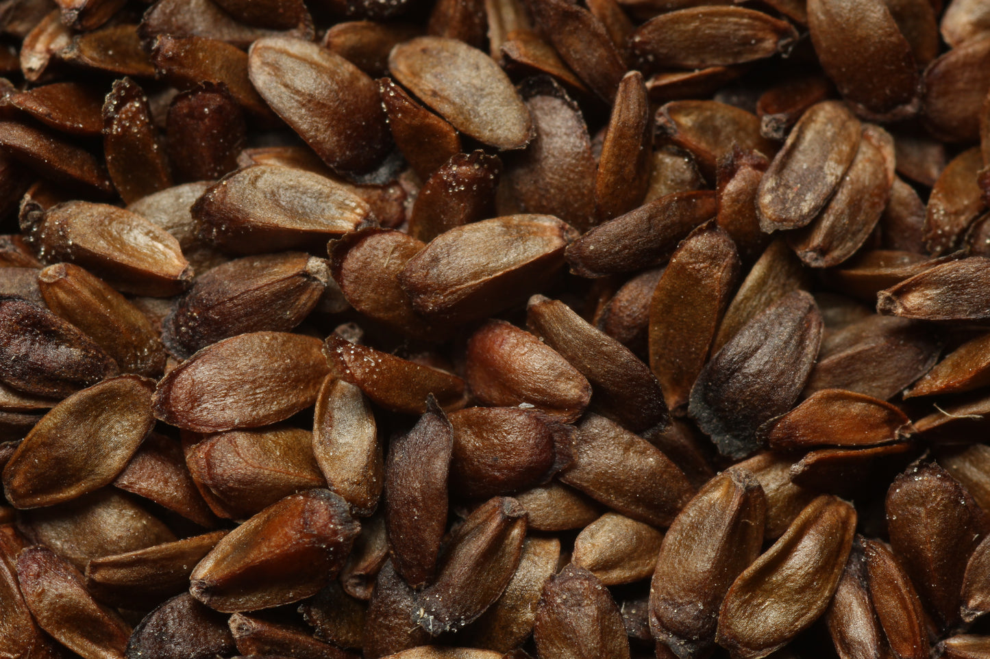BETONY Betonica officinalis
