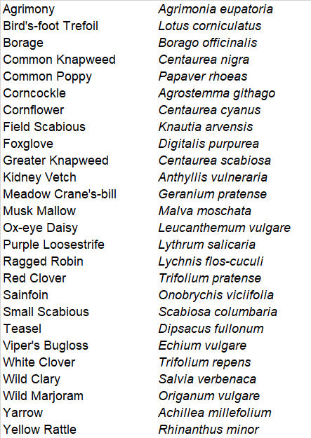 NATIVE WILDFLOWER PERENNIAL SEED MIX
