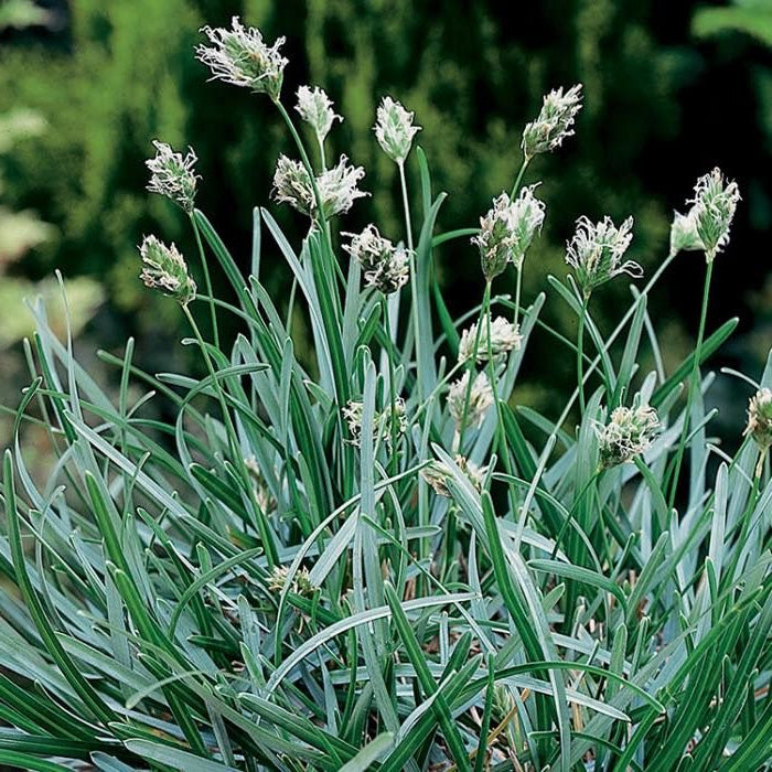 BLUE MOOR-GRASS Sesleria caerulea
