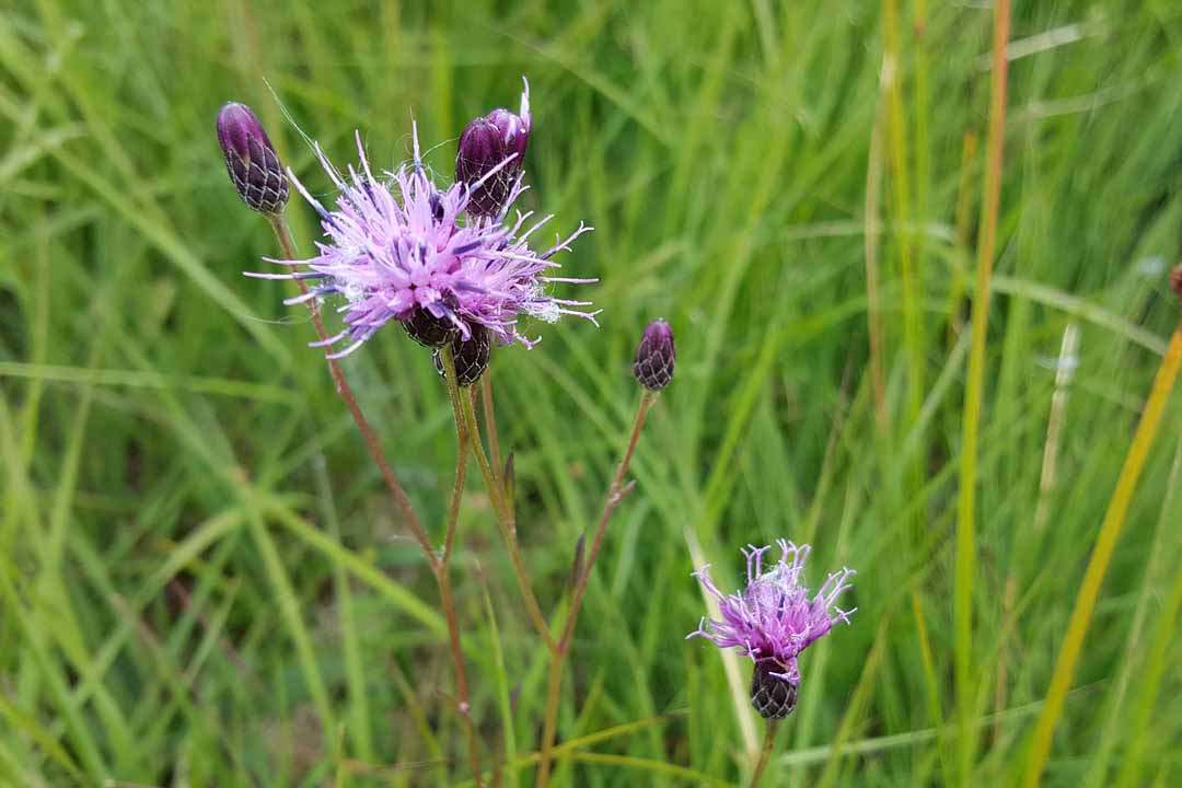 SAW-WORT Serratula tinctoria