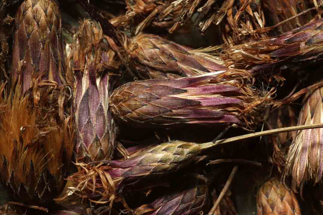 SAW-WORT Serratula tinctoria