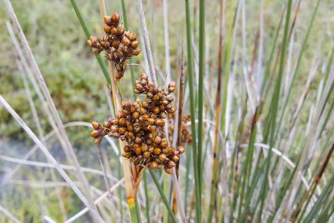SHARP RUSH  Juncus acutus