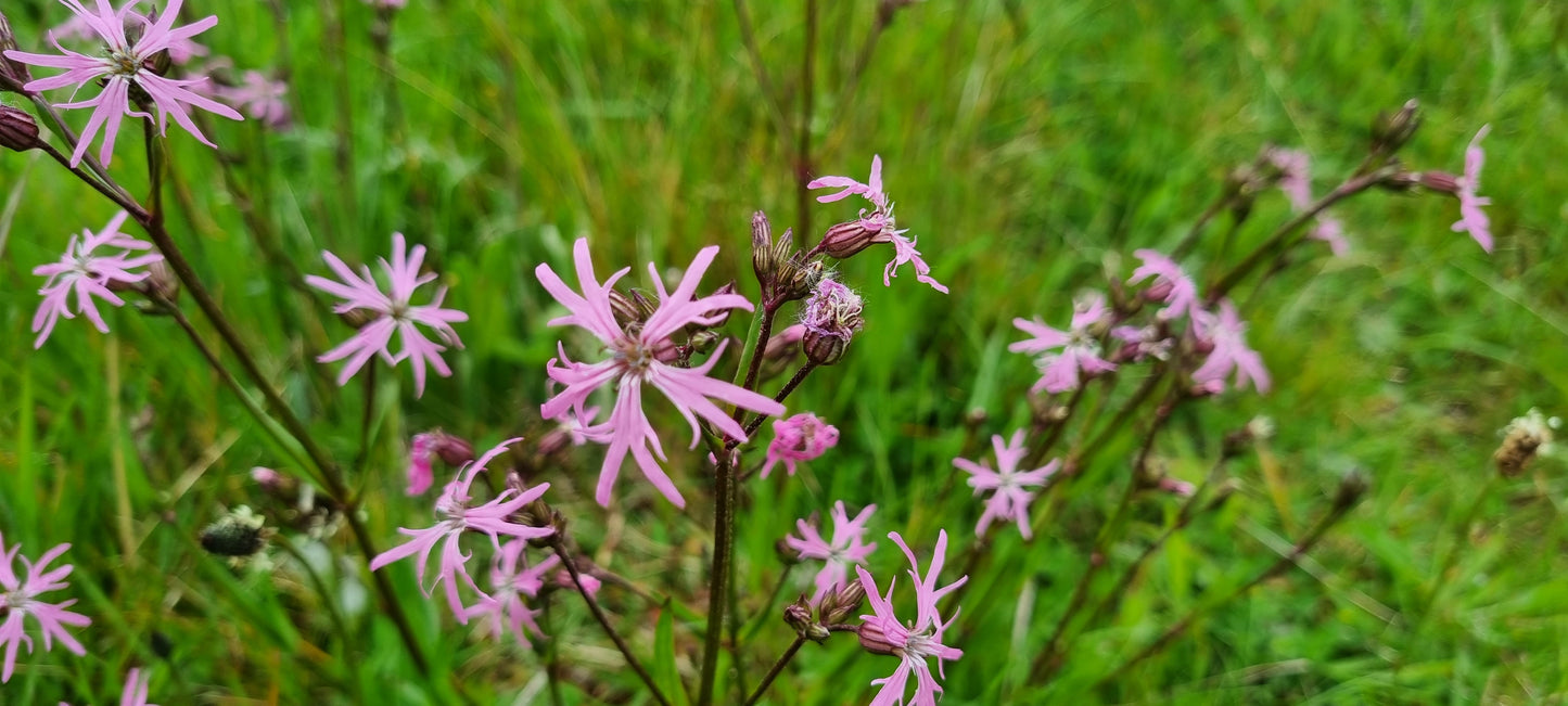 RAGGED ROBIN Silene flos-cuculi