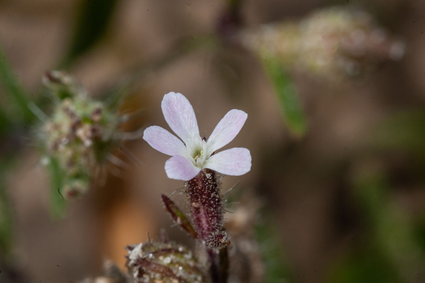 SMALL-FLOWERED CATCHFLY Silene gallica