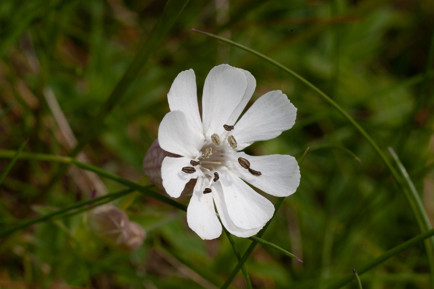 SEA CAMPION Silene uniflora