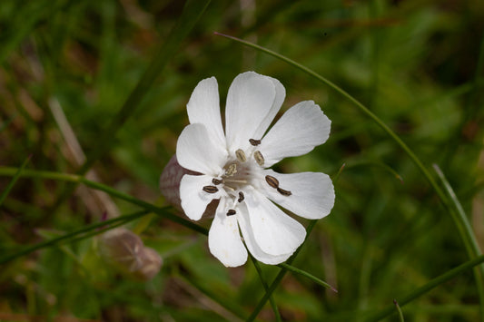 SEA CAMPION  Silene uniflora