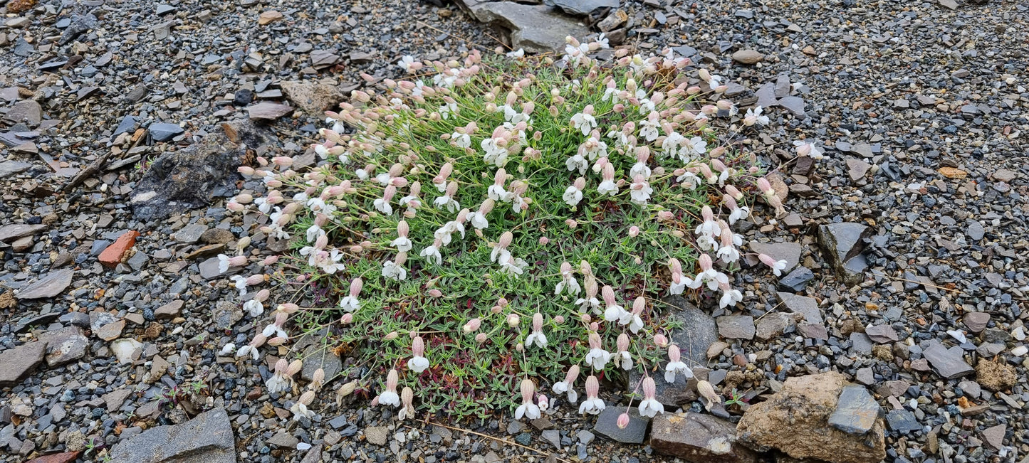 SEA CAMPION Silene uniflora