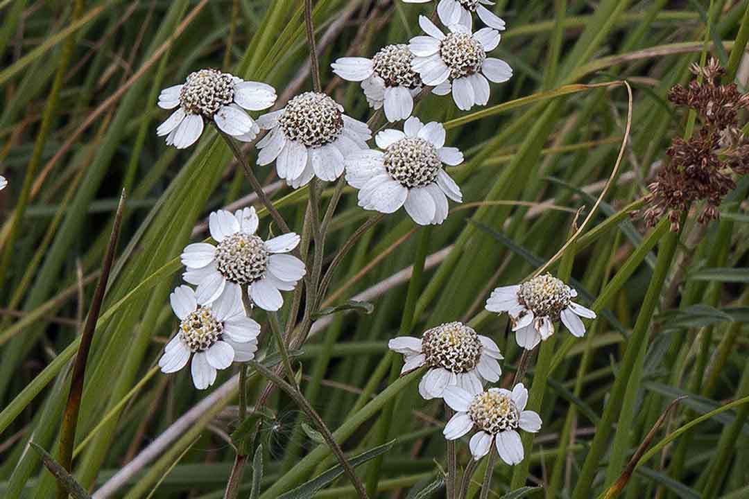 SNEEZEWORT  Achillea ptarmica