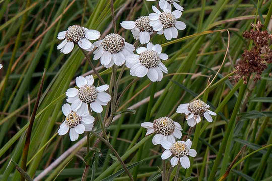 SNEEZEWORT  Achillea ptarmica