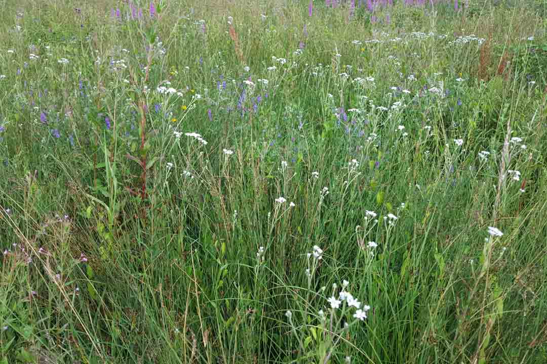 SNEEZEWORT Achillea ptarmica
