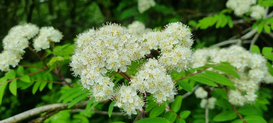 ROWAN  Sorbus aucuparia