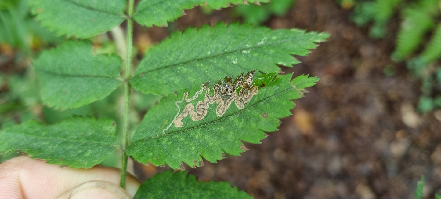 ROWAN Sorbus aucuparia