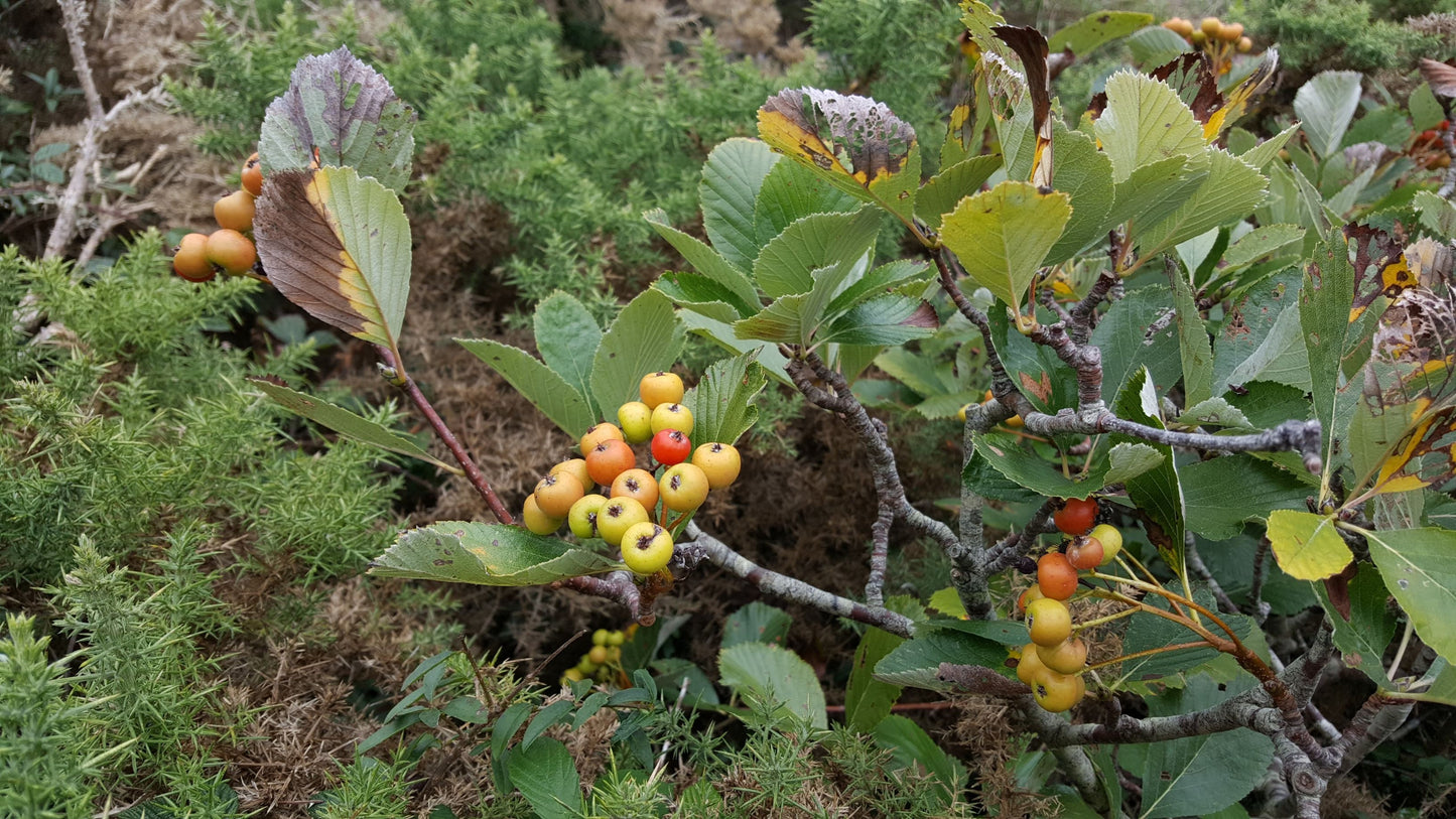 GREY-LEAVED WHITEBEAM Sorbus porrigentiformis