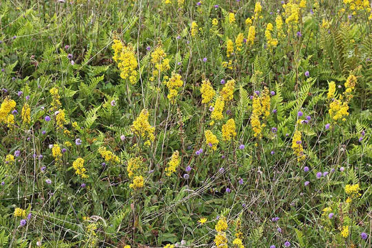 GOLDENROD  Solidago virgaurea