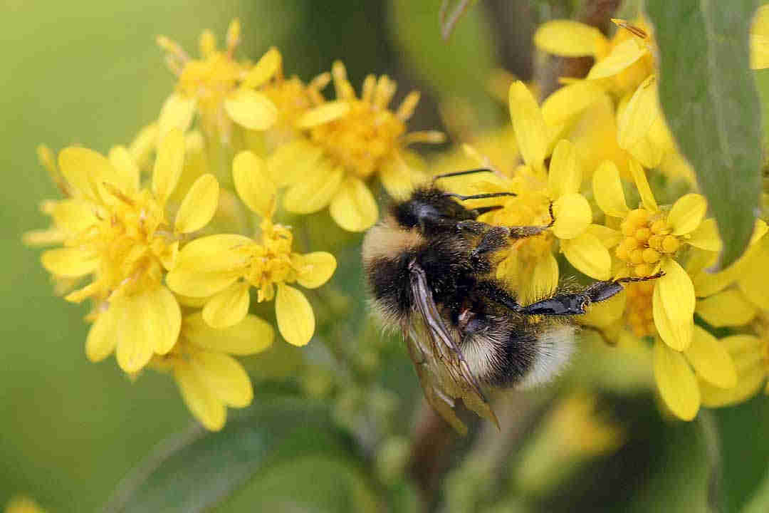 GOLDENROD Solidago virgaurea
