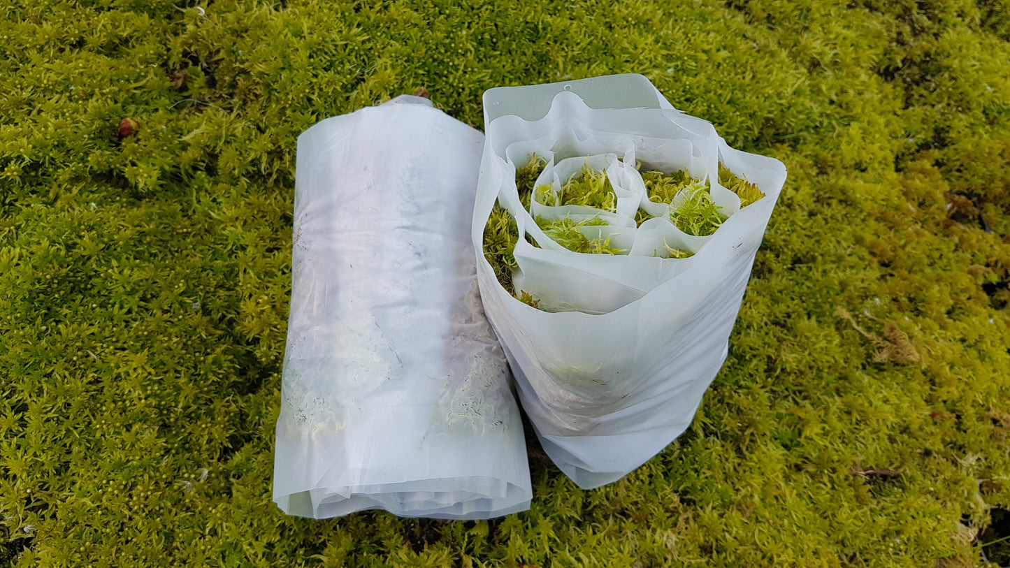 SPHAGNUM / BOG-MOSS (10+ species)