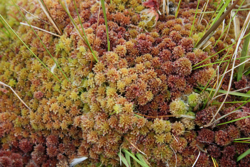 Red Sphagnum Moss [For Sale]